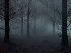 forêt sombre dans le brouillard