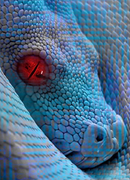 Un serpent avec un oeil rouge