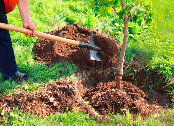 un homme plante un arbre