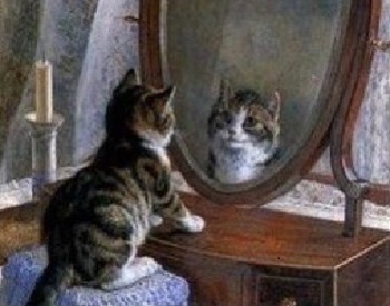 un chat se regarde dans un miroir