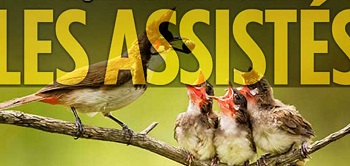 une maman oiseau donne la becquée à ses petits