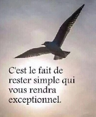 la colombe en plein vol, symbole de simplicité