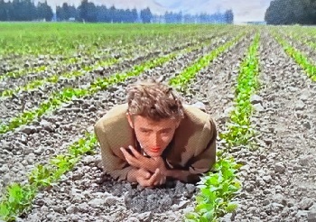 photo tirée du film À l’est d’Eden où on voit James Dean observant ce qu’il a semé et qui commence à croître