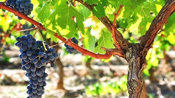 un cep, des sarments , des feuilles et des fruits