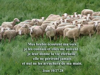 un troupeau de moutons est en sécurité